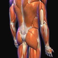 To work the deeper lower back muscles, you can try what is called the aquaman, where you raise and lower the opposite arm and leg (for example, your left arm and right leg), and hold for 15 to 13 seconds. Male Lower Back Muscles On Black Photograph By Hank Grebe