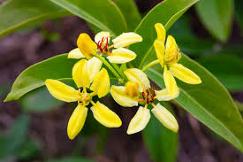 Image result for Tristellateia