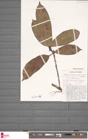 Image result for Ficus conraui