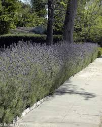 Image result for Lavandula dentata
