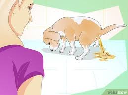 You can find a lot of fiber in vegetables and fruits that are safe dogs to eat. How To Add Fiber To A Dog S Diet 11 Steps With Pictures