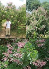 Image result for Commicarpus