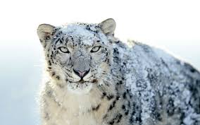 Mac Os X Snow Leopard Wallpapers Only Snow Leopard Wallpaper Snow Leopard Leopard Wallpaper