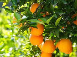 1000 fruit tree wallpaper free vectors on ai, svg, eps or cdr. Wallpaper Fruit Tree Oranges Leaves 1920x1440 Hd Picture Image