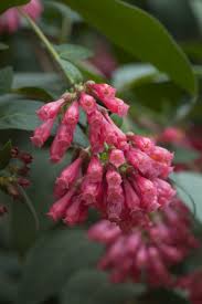 Image result for Cestrum elegans
