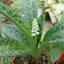 Image result for Lobelia petiolata