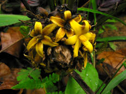 Image result for Curculigo