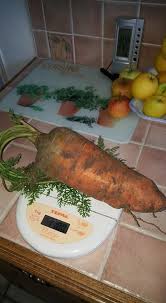 Combien Pese Une Carotte Carotte Potager Bio Jardin Potager