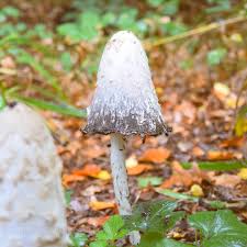 Ein Mannlein Steht Im Walde Ganz Still Und Stumm Kuchencottage Fotografie Insta Instafriends Blatter Instapic Picofth In 2020 Bird Bath Outdoor Outdoor Decor