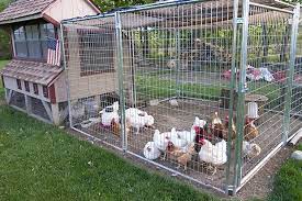 Regular can mean anything from monthly, or six monthly to. How To Clean Your Chicken Coop