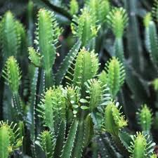 Image result for Euphorbia tholicola