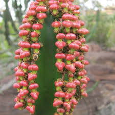 Image result for Erianthemum virescens