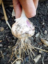 When do you typically harvest garlic in your neck of the woods? The Trick Of Knowing When To Harvest Garlic Garden Betty