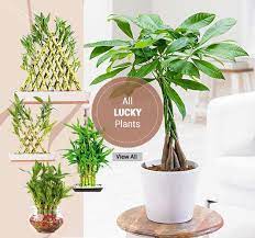 Check spelling or type a new query. Shop Garden Indoor Office Plants Online Landscaping Gurgaon Delhi India