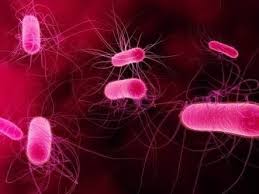 Yatmadan Once Yogurt Yerseniz What Is Bacteria Bacteria Powerpoint Templates
