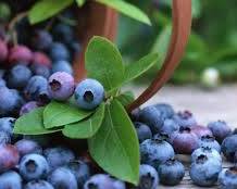 Image of San Augustine Blueberry Festival
