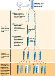 Updated today at {{time}} // Polimeraznaya Cepnaya Reakciya