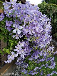 As they mature, many clematis plants have a tendency to produce one stem with. Tips For Growing Clematis How To Care And Prune Clematis
