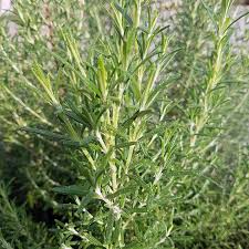 (needs mulching in zone 4.) lemon grass. Arp Rosemary Rosmarinus Officinalis Arp High Country Gardens