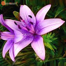 Purple Lily Promotion Shop For Promotional Purple Lily On Aliexpress Com Lily Plants Lily Seeds Lily Flower Seeds