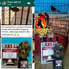 Kondisi ini merupakan kondisi yang cukup gawat, sehingga harus diberi penanganan yang tepat. Murai Batu Ring Aris Posts Facebook