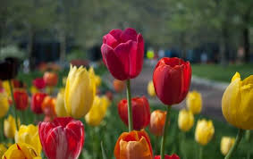 Rated 2 out of 5 stars. Best Desert Flowers For The Arizona Climate New Image