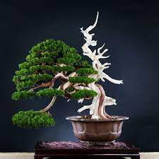 Hashgram Show Details Bonsai Tree Bonsai Art Juniper Bonsai