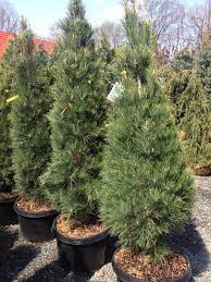 Pinus strobus, commonly denominated the eastern white pine, northern white pine, white pine, weymouth pine (british), and soft pine is a large pine native to eastern north america.it occurs from newfoundland, canada west through the great lakes region to southeastern manitoba and minnesota, united states, and south along the appalachian mountains and upper piedmont to northernmost georgia and. Stowe Pillar Eastern White Pine Eastern White Pine White Pine Green Foliage