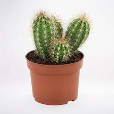 Discover mandarin oriental, kuala lumpur an american express fine hotels + resorts property. Cactus Plant
