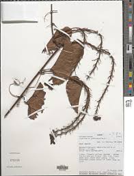 Image result for Cogniauxia