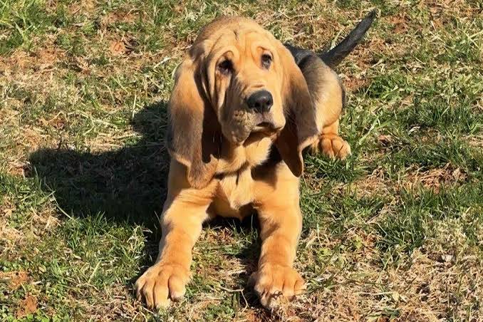 Bloodhound Puppy with Floppy Ears Gets Sworn in as K-9 Officer
