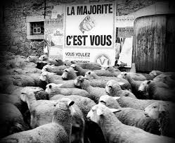 Maine coon noir et blanc chatons photos.les habitudes drôles, postures importantes, de grandes jambes, longues queues, moustache élégante, pelage soyeux, oreilles touffues, et l'impression qu. De L Humour En Noir Et Blanc
