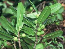 Image result for Ficus scassellatii