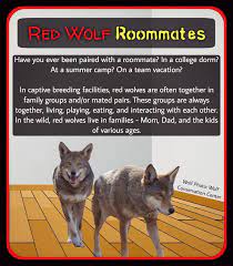 Rather Than Viewing A Wolf Pack As A Group Of Animals Organized With A Top Dog That Fought Its Way To The Top Or A Red Wolf Animal Groups Pet Organization