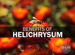 Image result for Helichrysum aureo-nitens