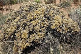 Image result for Swertia tetrandra