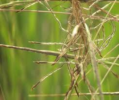 Image result for Heteropogon contortus