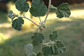 Image result for Chrozophora plicata