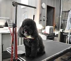 We are located in the south bay area of los angeles on the beautiful palos verdes peninsula. Bubbles Pet Spa Best Pet Grooming Easy Reader News