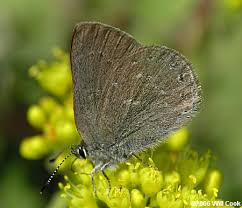 Image result for Satyrium buchananii