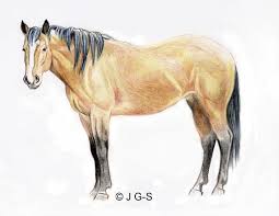 All the lessons on our website are based on the use of geometric shapes, as the initial forms of the drawing of any animal. Tutorial To Teach You How To Draw A Realistic Horse In Colored Pencil