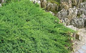 Green Mound Juniper Is A Very Attractive Low Growing Juniper That Distinctively Mounds At The Center Ground Cover Plants Plants For Sale Online Japanese Garden