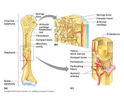The medullary cavity contains red bone long bones follow the process of endochondral ossification where the diaphysis grows inside of cartilage from a primary ossification center until it. 30 Label The Parts Of A Long Bone Labels For Your Ideas