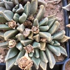 Image result for Nananthus