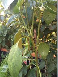 Paprika nicht zu früh im garten oder auf dem balkon einpflanzen. Paprika Selbst Anbauen Von Der Anzucht Bis Zur Ernte