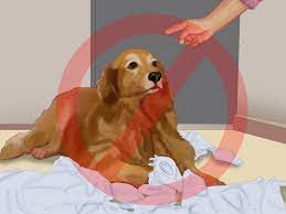 How To Potty Train A Puppy In An Apartment 10 Steps