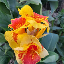 Image result for Cannaceae