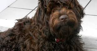 I am the owner of rossendale australian labradoodles. Australian Labradoodles Australian Labradoodle Puppies Australian Labradoodle Breeder Labradoodle Labradoodle Puppy Labradoodle Breeders