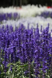 Image result for Salvia farinacea
