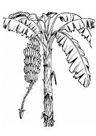 1224x960 odd banana tree coloring page fruits. Coloring Page Banana Tree Free Printable Coloring Pages Img 13215